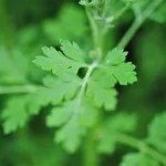Muringa