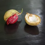 Adalodakam