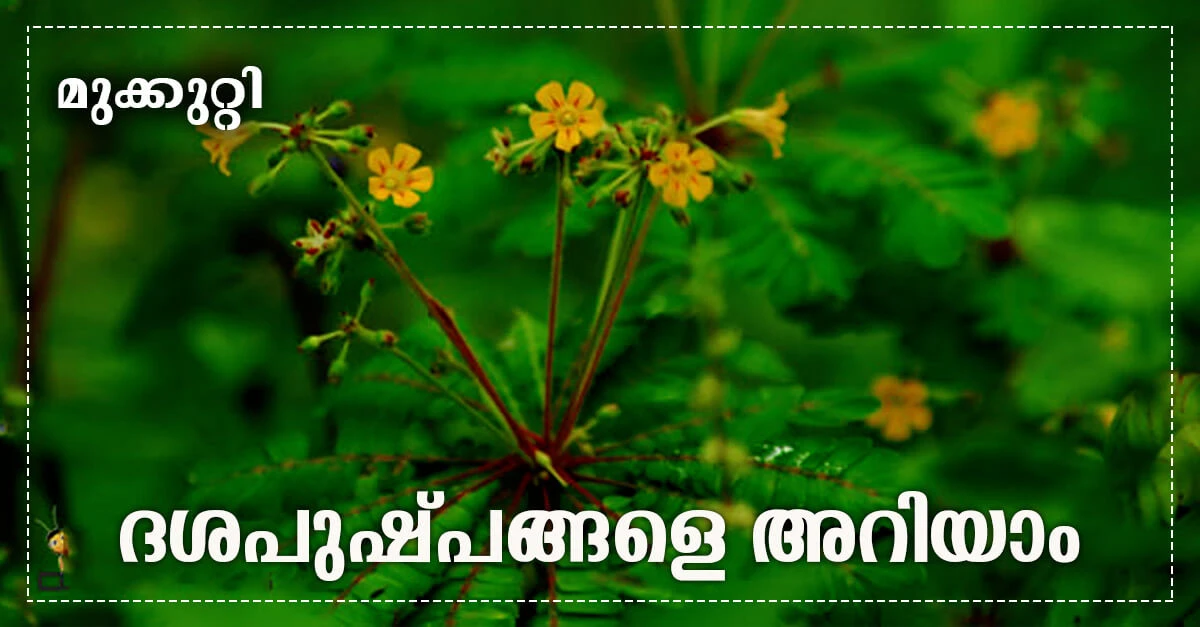 9. മുക്കുറ്റി (Biophytum reinwardtii / Reinwardt’s Tree Plant)