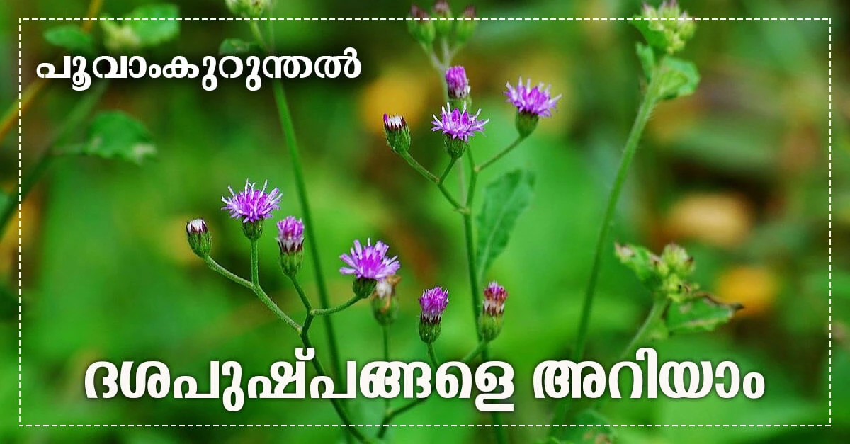 8. പൂവാംകുറുന്തൽ (Little ironweed)