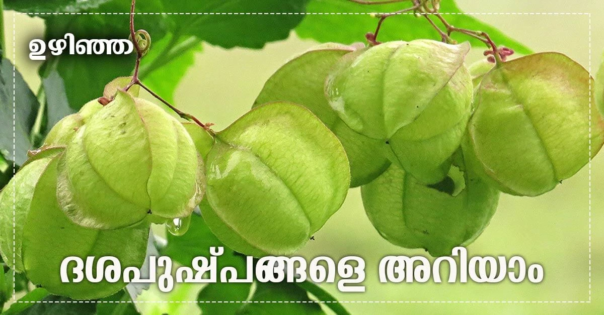 10. ഉഴിഞ്ഞ (ഇന്ദ്രവല്ലി) (Balloon Vine)